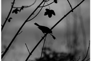 Schattenvogel Schattenvogel