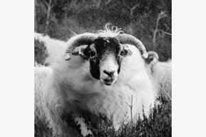 Immer dieser Regen Immer dieser Regen