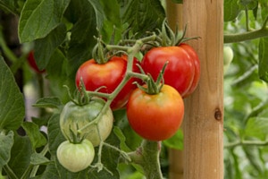 Ein Sommer für Tomaten