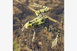 FrogChill ...