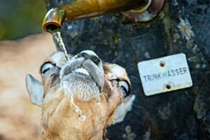 Trinkwasser