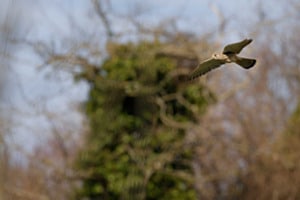 Turmfalke Turmfalke
