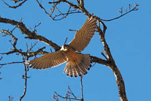 Turmfalke im Schwebeflug Turmfalke im Schwebeflug