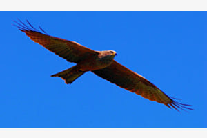 Gleitflug Gleitflug