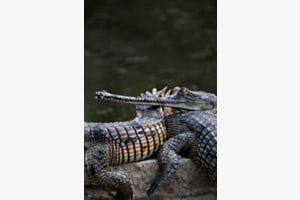 Gharials Gharials