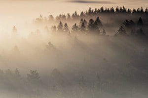 veil of mist