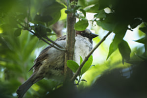 verstecken im Grünen (mit richtigem Ausschnitt) verstecken im Grünen (mit richtigem Ausschnitt)