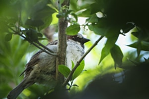 verstecken spielen im Grünen verstecken spielen im Grünen