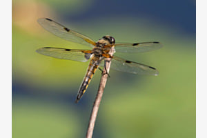 Vierfleck Libelle