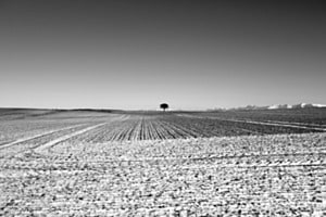 The tree