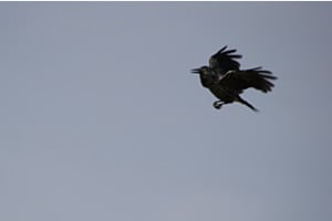 Tannenhäher im Flug