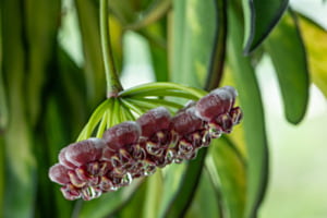 Hoya-Wachsblume