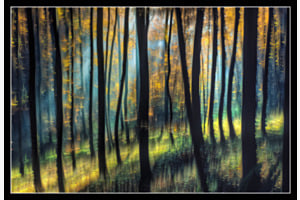 Wald-Impression