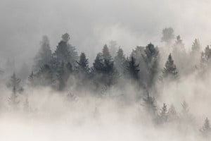 Wald im Nebel