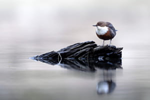 Wasseramsel