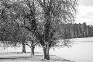 Drei Winterbäume