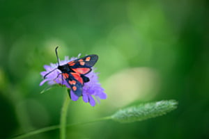 Widderchen Widderchen
