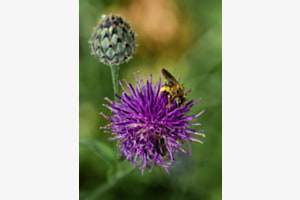 Wildbiene - Halictus Sexcinctus