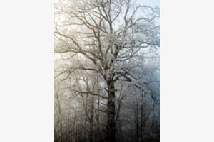 Der Nebel lichtet sich