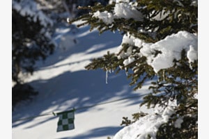Tannen mit Eiszapfen