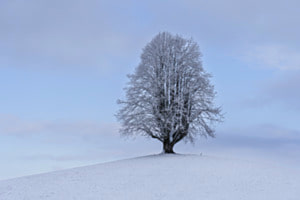 der Winterbaum