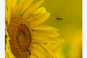 Lieblingsblume