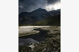 Wollgrasfläche in den Schweizer Alpen