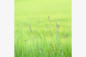 Soft Green