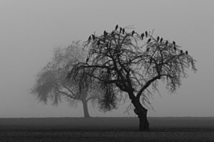 Verwunschener Baum