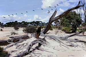 Y-landscape