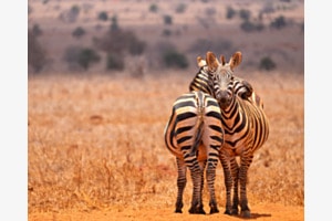 Zebra kuscheln Zebra kuscheln