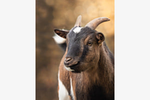 Ziegenliebe