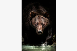 Bär Bär