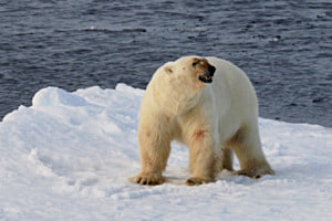 König der Arktis König der Arktis