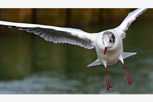 Sinkflug