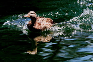 Happy Duck