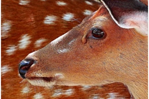 Damhirsch