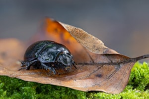 Waldbewohner