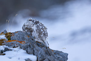 Bergbewohner Bergbewohner