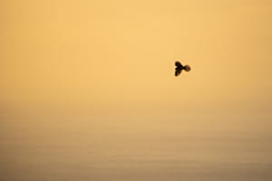 Falke im Morgenlicht über dem Atlantik Falke im Morgenlicht über dem Atlantik