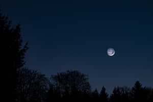 Vollmond mit Baumsilouette