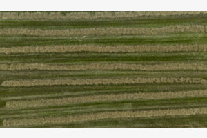 Green Lines