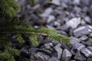 branche de sapin