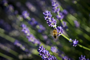 Biene bei Lavendel-Honig-Produktion