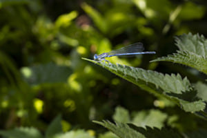 Blaue Federlibelle auf Brennesselblatt 