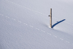 Spurren im Schnee Spurren im Schnee