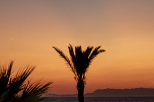Palm by sunset Palm by sunset
