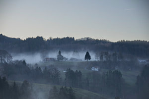Nebel im Wald