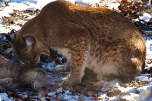 Luchs Luchs