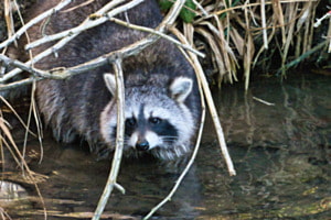 Waschbär Waschbär